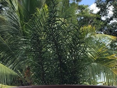 Codiaeum variegatum
