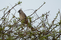 Colius striatus integralis