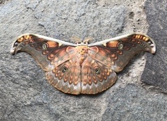Antheraea larissa