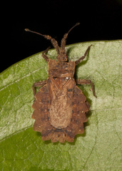 Phyllotingis interjecta