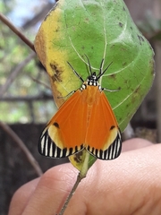 Calodesma maculifrons