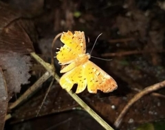 Xanthotype urticaria