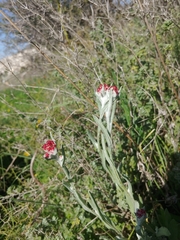 Helichrysum sanguineum
