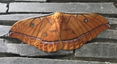 Antheraea