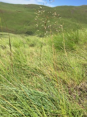 Adenochloa ecklonii