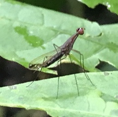 Nothybus biguttatus