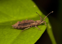 Phyllotingis interjecta