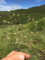 Adenochloa ecklonii