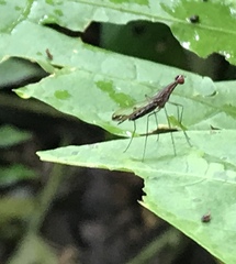 Nothybus biguttatus