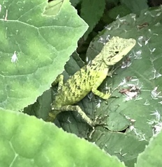 Pseudocalotes tympanistriga