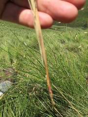 Adenochloa ecklonii