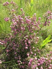 Erica cooperi