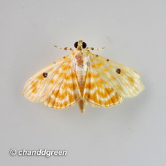 Notarcha aurolinealis