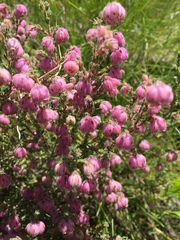 Erica cooperi