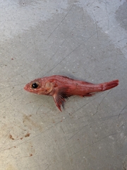 Sebastolobus altivelis