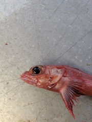 Sebastolobus altivelis