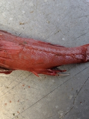 Sebastolobus altivelis