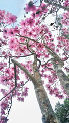 Magnolia campbellii