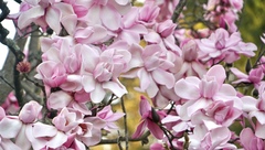 Magnolia campbellii