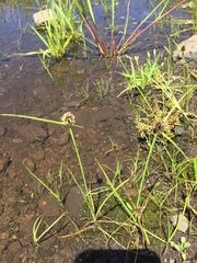 Cyperus teneristolon