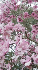 Magnolia campbellii