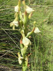 Disa tysonii