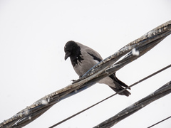 Corvus cornix