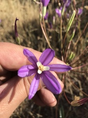 Brodiaea sierrae