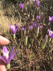 Brodiaea sierrae