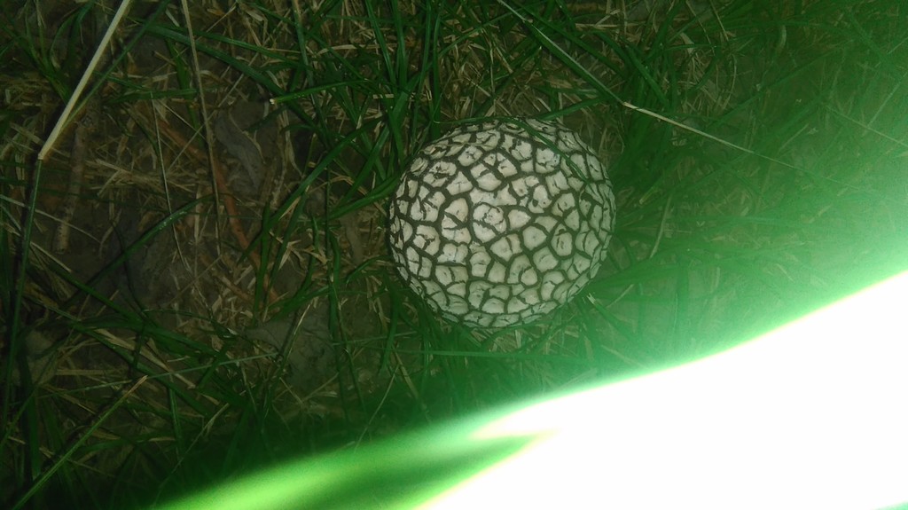 Calvatia cyathiformis · February 2021 · photo: © bahianoayala (iNaturalist, cc-by)