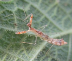 Bactrodes spinulosus