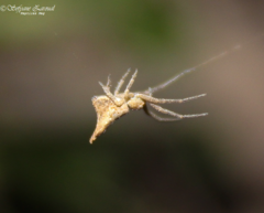 Tmarus