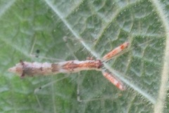 Bactrodes spinulosus