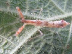 Bactrodes spinulosus