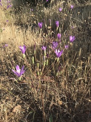 Brodiaea sierrae