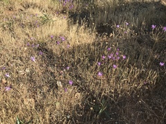Brodiaea sierrae