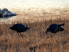 Porphyrio poliocephalus
