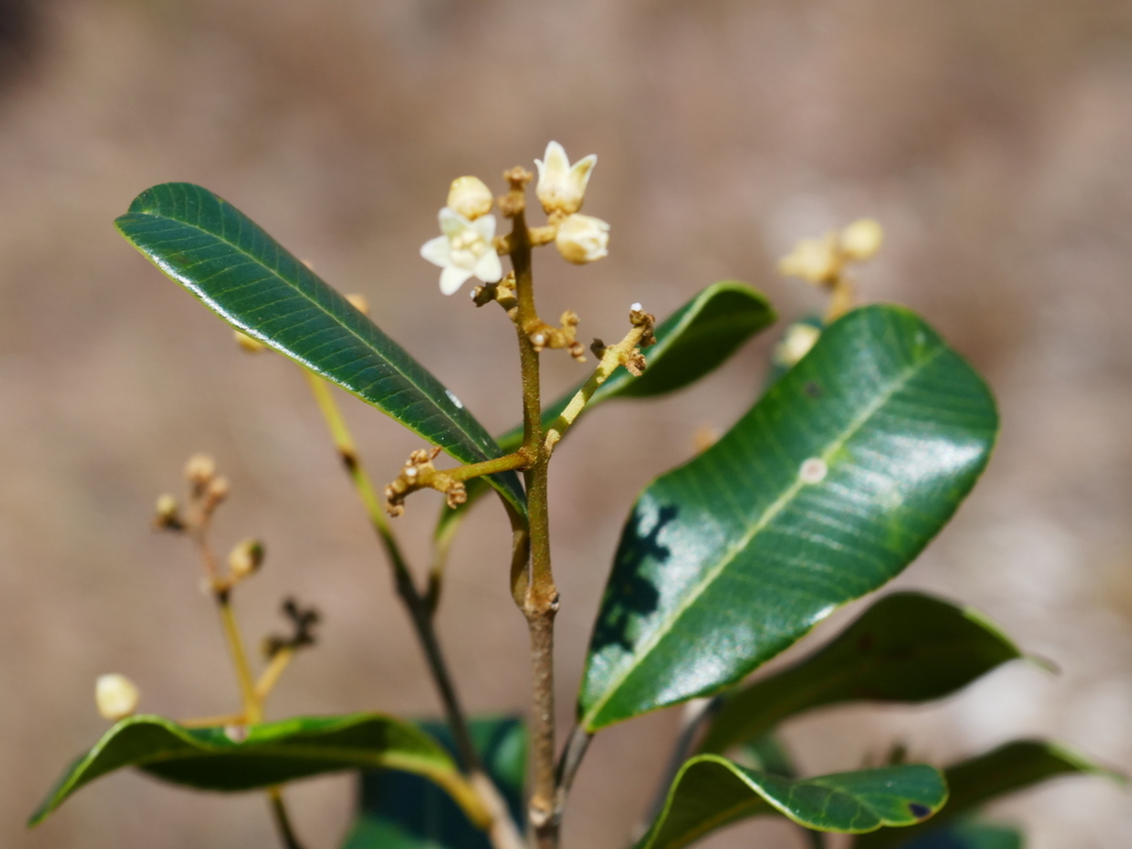 Abrahamia buxifolia