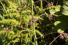 Afrotysonia glochidiata