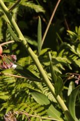 Afrotysonia glochidiata