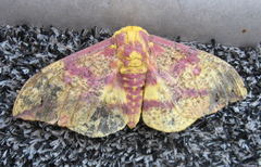 Eacles imperialis pini