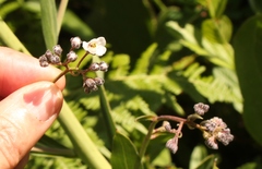 Afrotysonia glochidiata