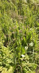 Afrotysonia glochidiata