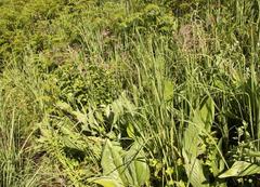 Afrotysonia glochidiata