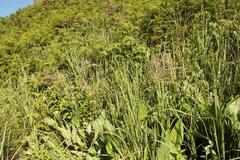 Afrotysonia glochidiata