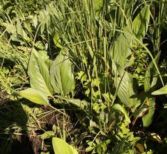 Afrotysonia glochidiata