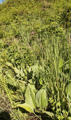 Afrotysonia glochidiata