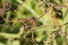 Afrotysonia glochidiata