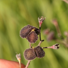 Afrotysonia glochidiata