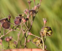 Afrotysonia glochidiata